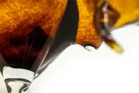 Glass figurine - bull JA/BYV/HN